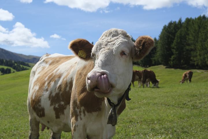 A curious cow up close in an alpine meadow