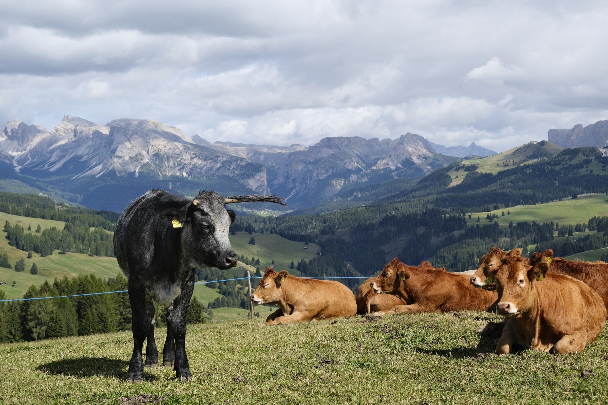 Cows resting in an alpine meadow